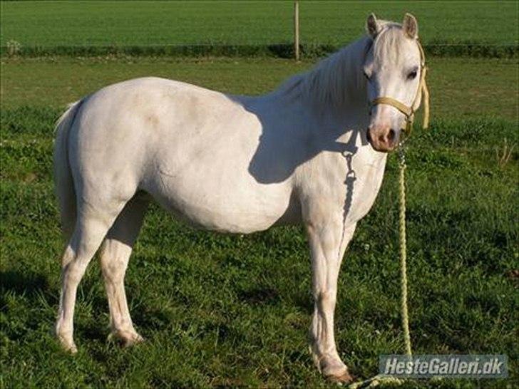 Anden særlig race  Apache  - Min smukke stjerne.. Jeg elsker dig.. billede 3