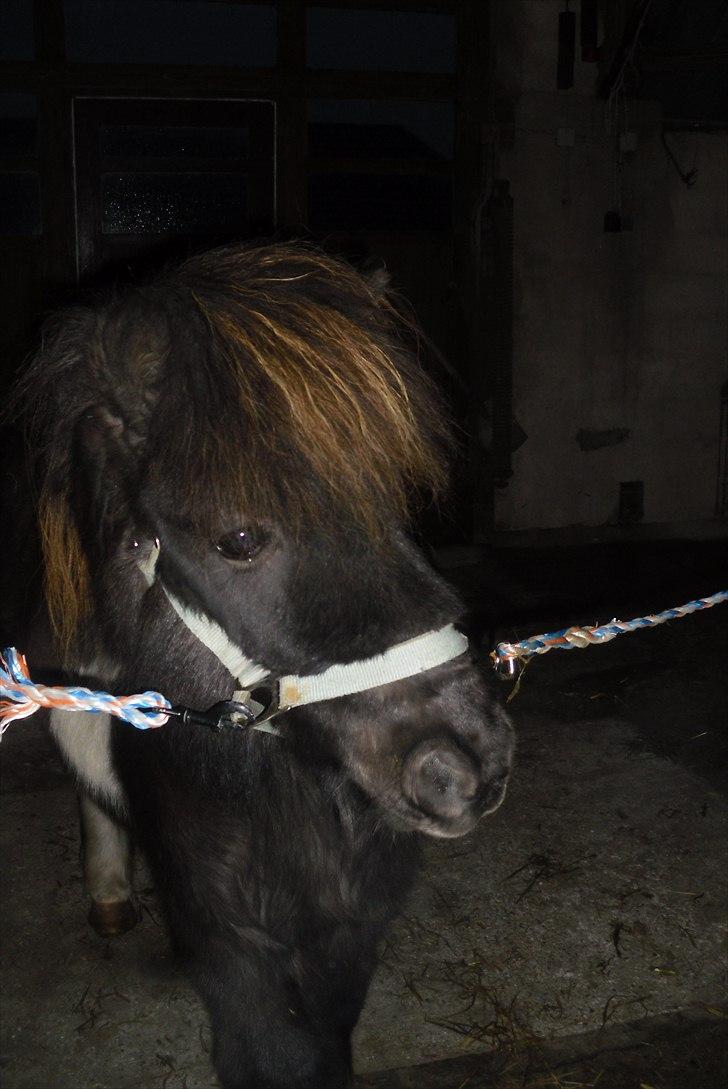 Shetlænder Tin Tin billede 5