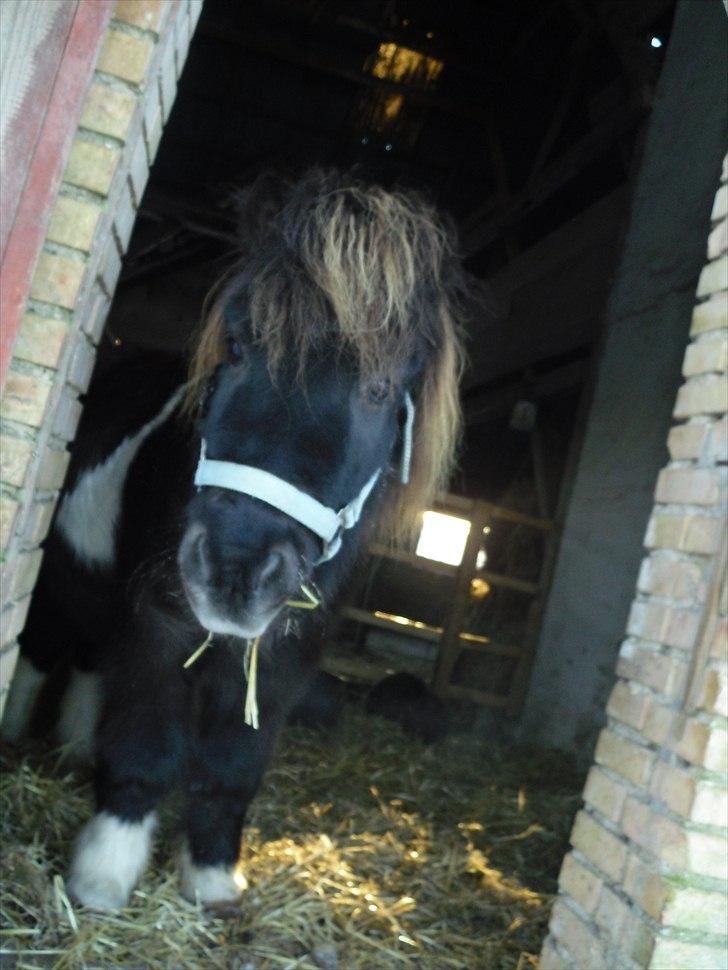 Shetlænder Tin Tin - Hej søde billede 7