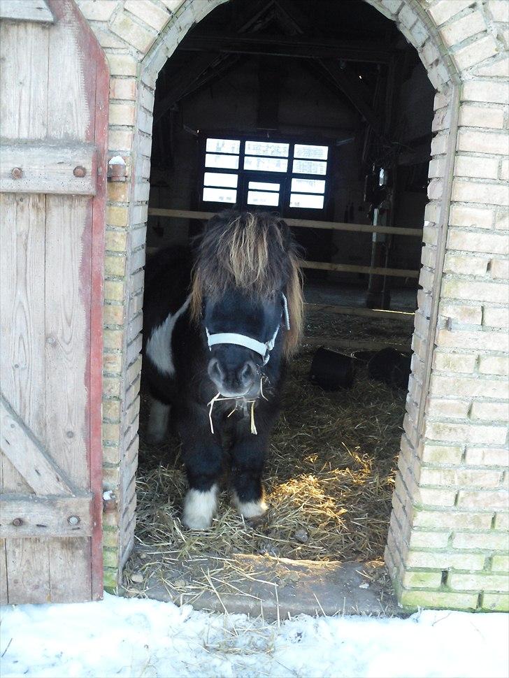 Shetlænder Tin Tin billede 8