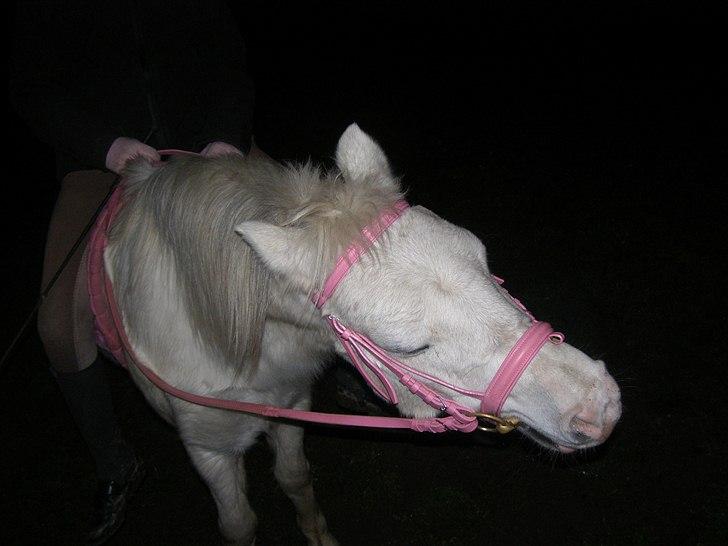 Anden særlig race  Apache  - Min egen lille pony´.. billede 4