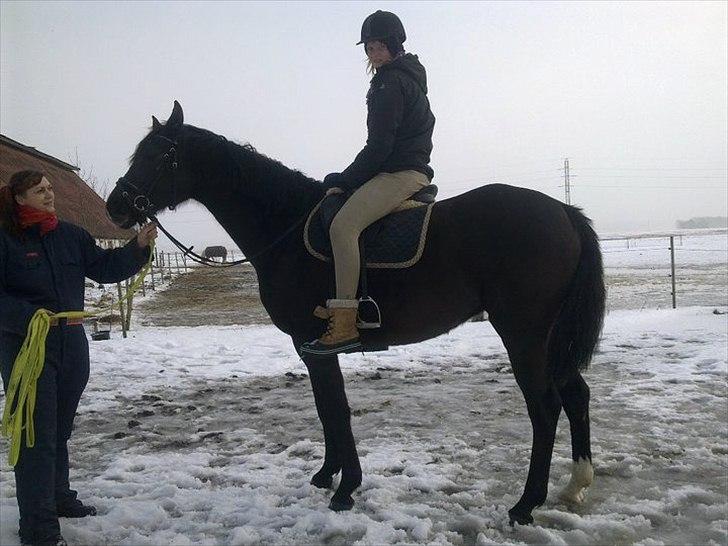 Trakehner Hamila. - Første gang med rytter nogen sinde <3 billede 11