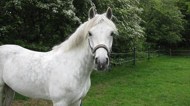 Connemara Hesselbjerggård Safir.  [Tidl. pony] - Crazy Pony (: billede 1