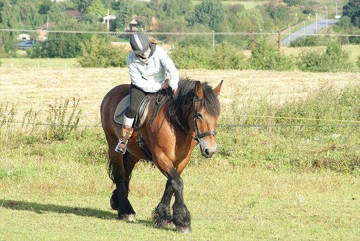 Belgier Malibu **BROVANG** SOLGT ! - Her rider vi en lille tur på banen i det jyske (det der hvor Tanya købte hende) billede 1