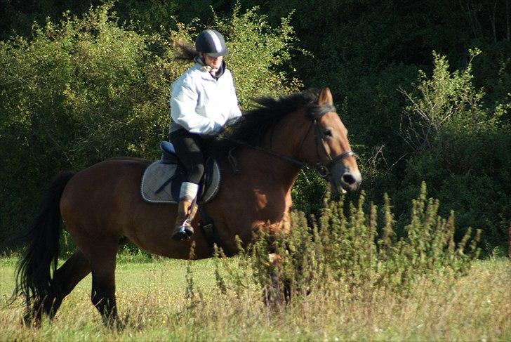 Belgier Malibu **BROVANG** SOLGT ! - Så skulle der galoperes for første gang (hjalp Tanya med at prøve hende da hun skulle købe Malibu).. :) billede 2