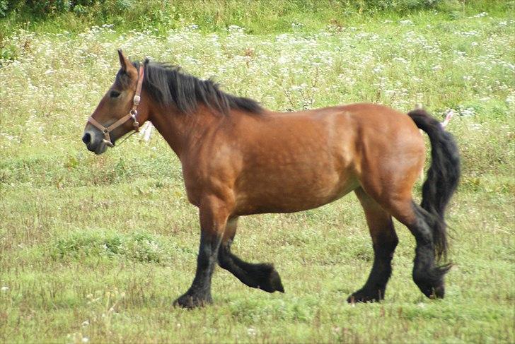 Belgier Malibu **BROVANG** SOLGT ! - Endelig lidt fred tænker Malibu, de andre er hele tiden efter mig, ihhh.. :) billede 3