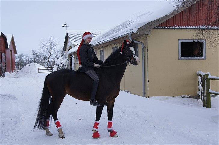 Tysk Sportspony PHW's Neils B-pony - sneen - 24.12.10 billede 2