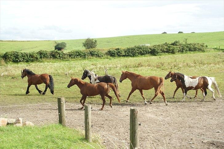 Belgier Malibu **BROVANG** SOLGT ! - En kæmpe velkomst til Malibu, fra alle hestes 7 nye venner.. :) billede 4
