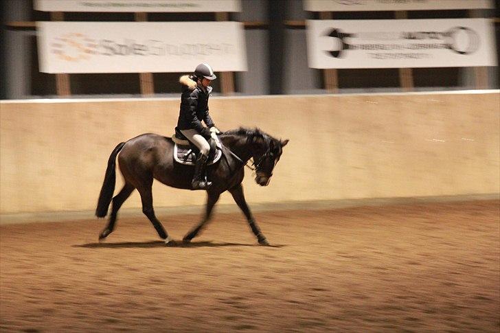 Irsk Sportspony Clonkela Miss - Springponyen, der går dressur:D helt værst ser det nu ikke ud(; billede 18