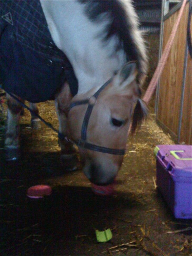 Fjordhest Lion! <3 :* billede 16