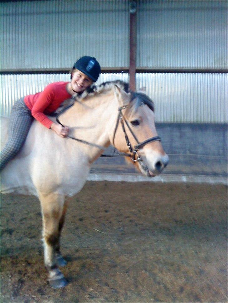 Fjordhest Lion! <3 :* billede 17