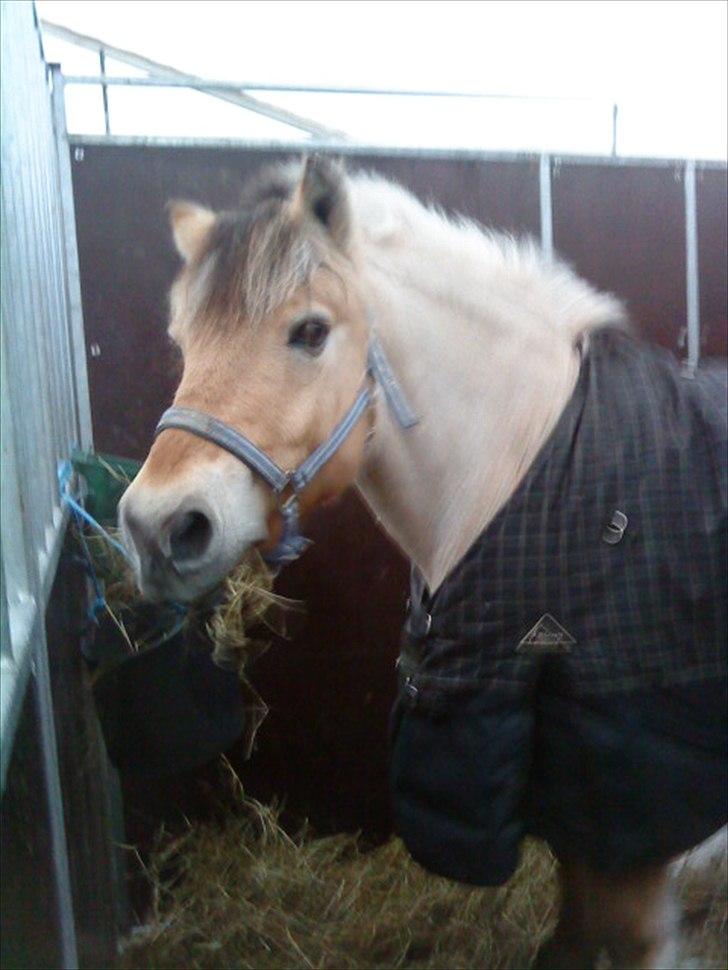 Fjordhest Lion! <3 :* billede 18