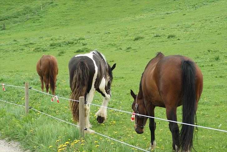 Irish Cob Crossbreed Sambuca G **BROVANG** R.I.P - Kom Romy siger Sambuka vi gider ikke klædes ud som blomster piger mere, vi vil heller spise dem.. :) billede 2