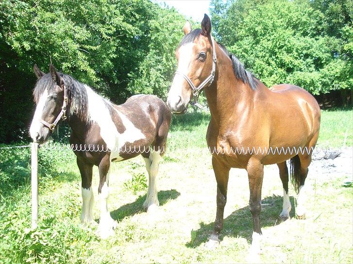 Irish Cob Crossbreed Sambuca G **BROVANG** R.I.P - Se hvor lille Sambuka var den gang, det er hun kommet efter, det skønt.. :) billede 3