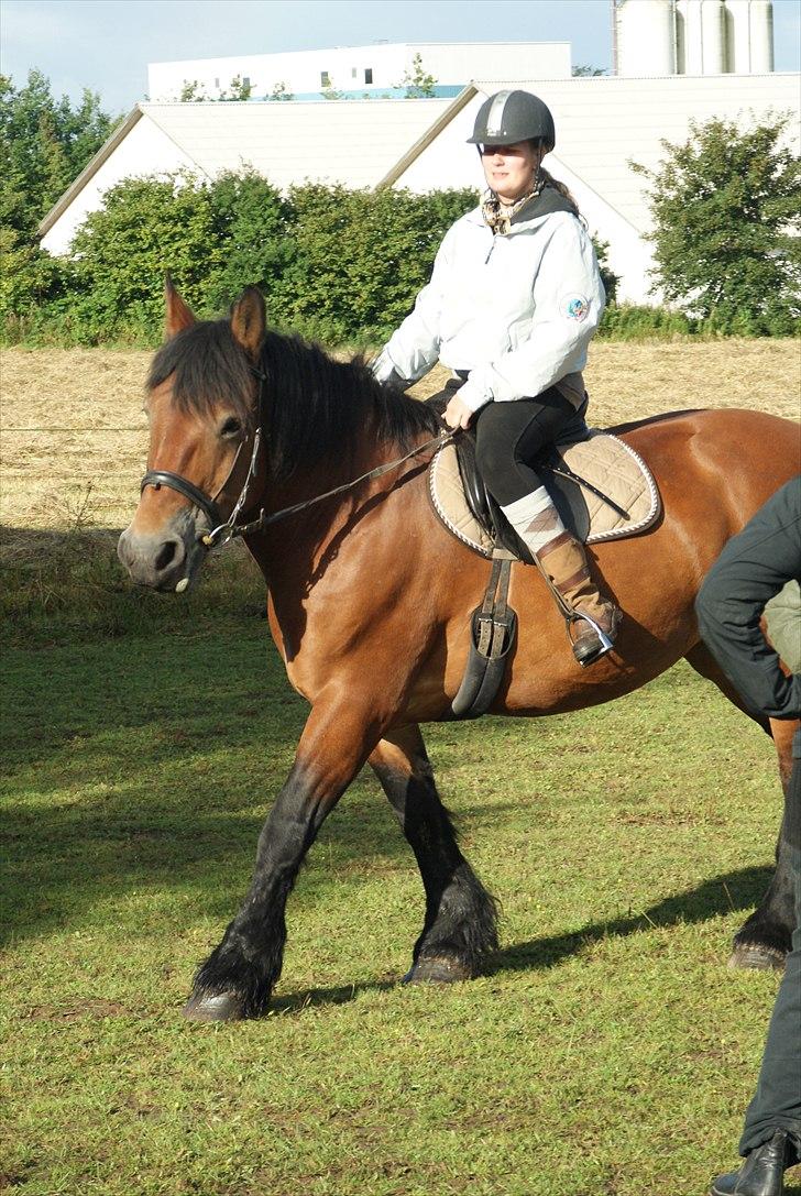 Belgier Malibu **BROVANG** SOLGT ! - Jeg er ikke i tvivl, jeg syntes du skal købe den, sagde jeg til Tanya da jeg havde redet 10 min på den.. :) billede 6