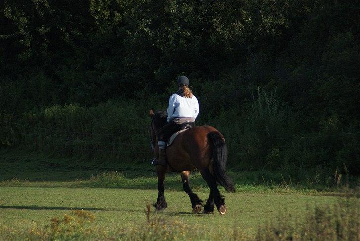 Belgier Malibu **BROVANG** SOLGT ! - Igen på farten, der er hun alligevel ikke bleg, hun kan godt "gi den gass" den dejlige trunte.. :) billede 7