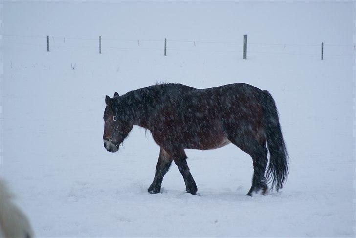 Belgier Malibu **BROVANG** SOLGT ! - Øv, det sneer, det koldt og vådt jeg vil ind siger Malibu.. :) billede 8
