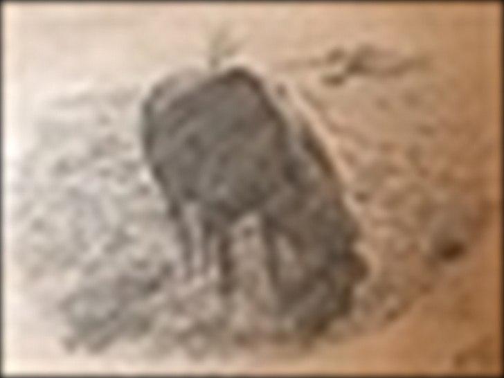 Islænder Thor fra Quistgård - Lavet af-Nanna | Mor til Isabella | B. Tusind tak!:) billede 20