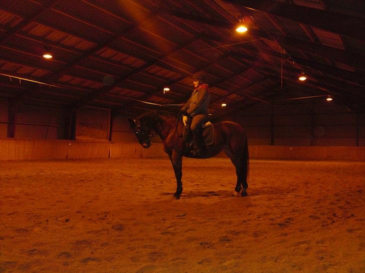 Anden særlig race Schima Charei! <3 - Gamle ejer billede 3