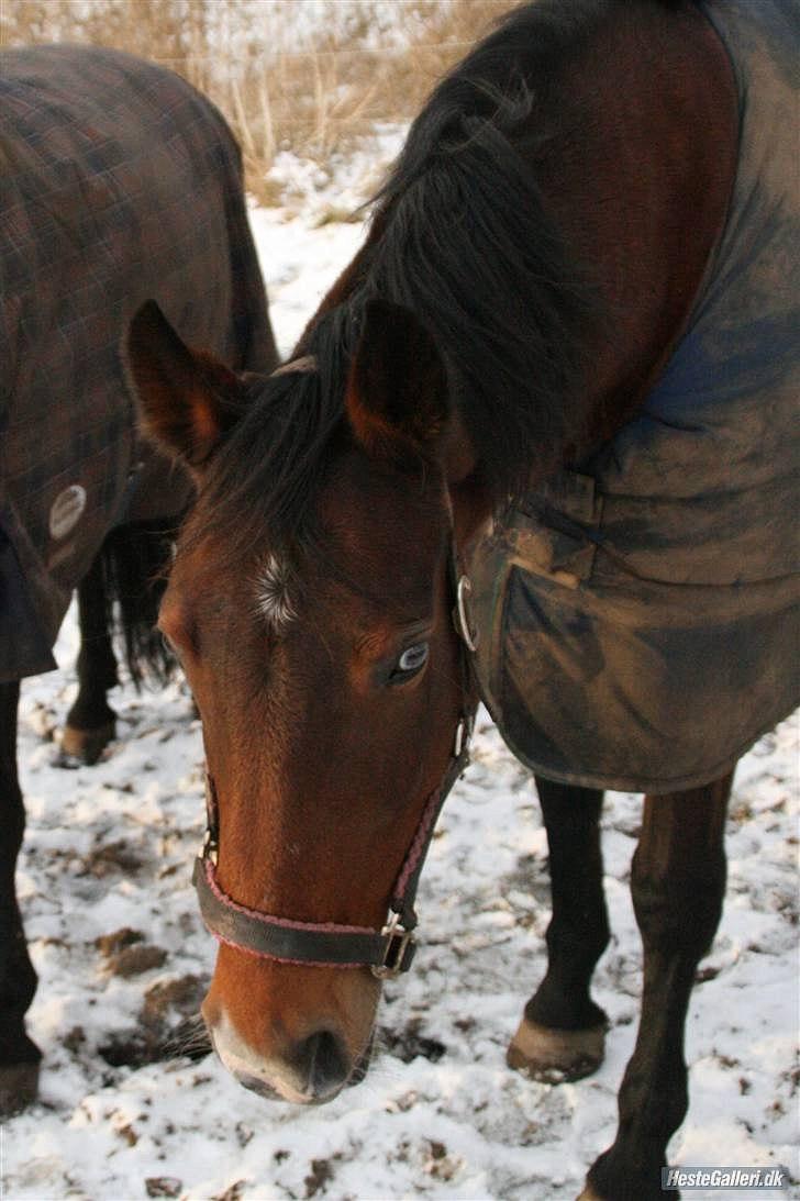 Anden særlig race Schima Charei! <3 - Fold. billede 4