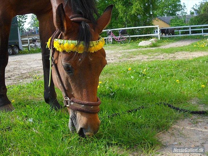 Anden særlig race Schima Charei! <3 - Tykke med sin smukke blomster krans. billede 5