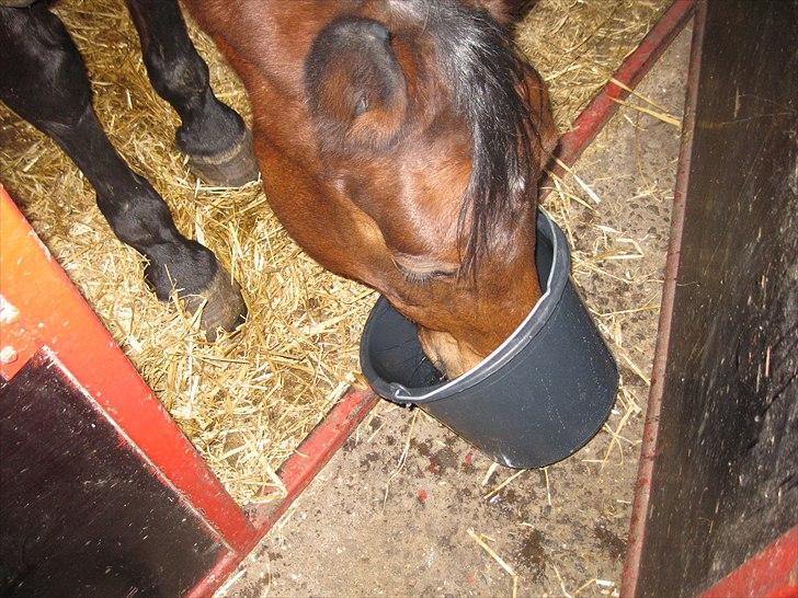 Anden særlig race Schima Charei! <3 - Tørstig.? billede 9