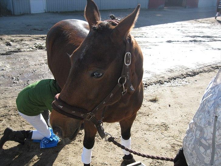 Anden særlig race Schima Charei! <3 - stævne.. billede 11