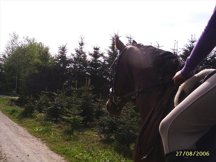 Anden særlig race Schima Charei! <3 - Vi går lige en lille tur. billede 14