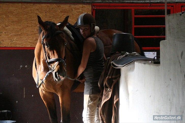 Anden særlig race Schima Charei! <3 - Vi spænder lige sadlen. billede 16