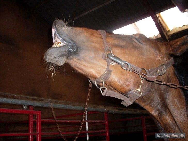 Anden særlig race Schima Charei! <3 - Smil til fotografen. billede 17