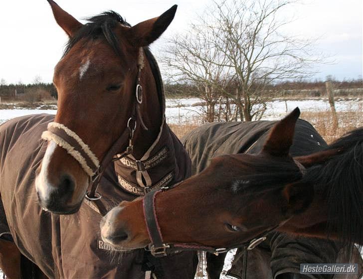 Anden særlig race Schima Charei! <3 - Fold. billede 18