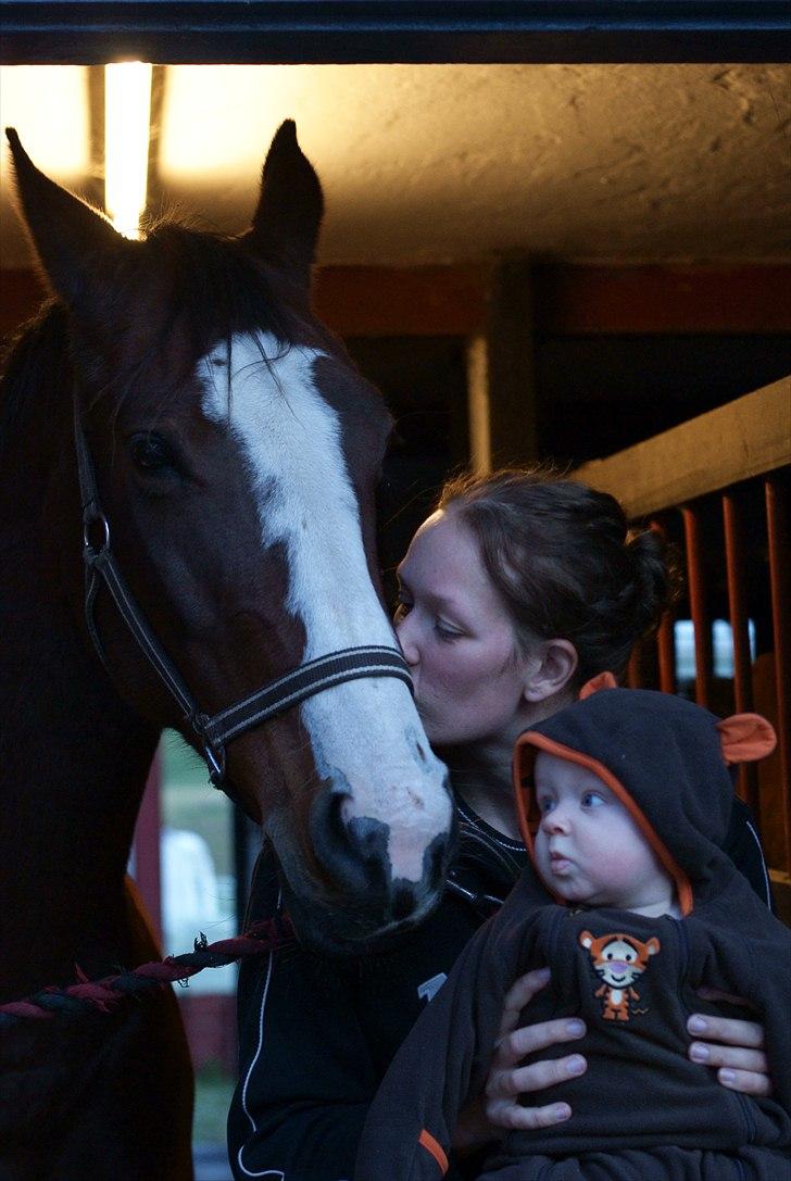 Hollandsk Varmblod Romy **MIN ET OG ALT** - AD !!! Mor kysser Romy, tænker Magnus bare.. :) billede 11