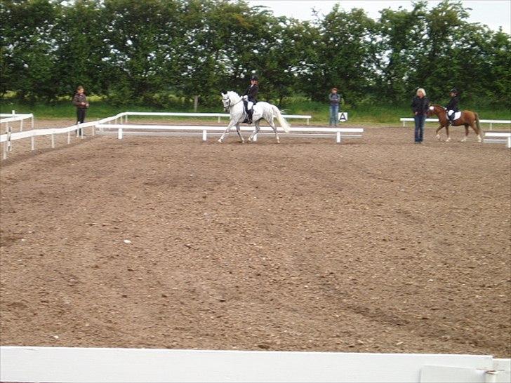 Welsh Pony (sec B) Schiwago - Rødekro billede 2