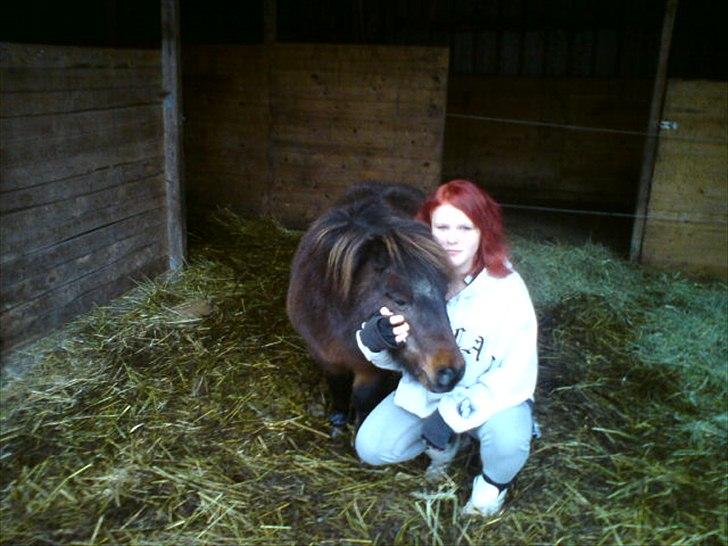 Shetlænder Charlie R.I.P :'( elsket & savnet !! <'3 billede 17