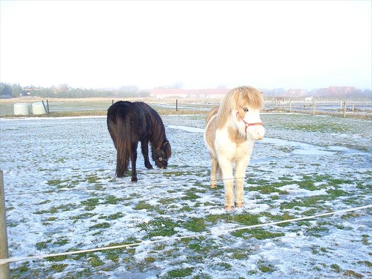 Islænder Engill frá Refsstöðum - Her er Engill med sin makker Kraftur billede 1