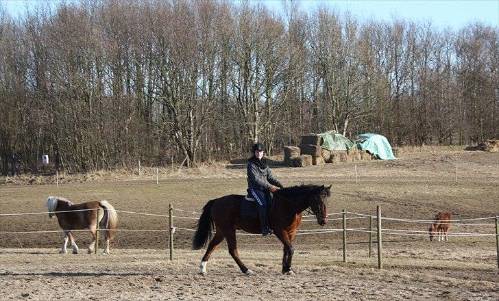 Traver Gismo Silk billede 10