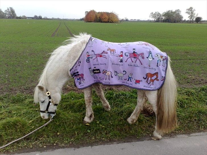 Welsh Mountain (sec A) Freja... R.I.P. billede 15