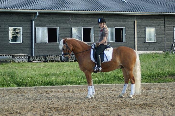 Anden særlig race Bohemo Bogie - Da jeg var ude og prøve ham. billede 5