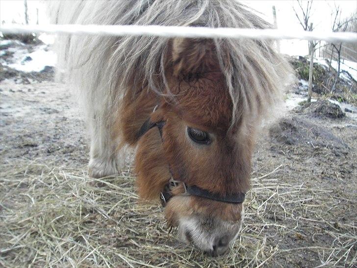 Shetlænder billy boy, my heart i:'<3 billede 3