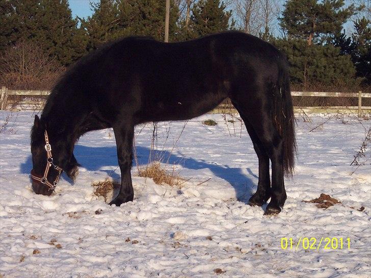 Welsh Cob (sec D) Petersgaards Louisianna billede 3