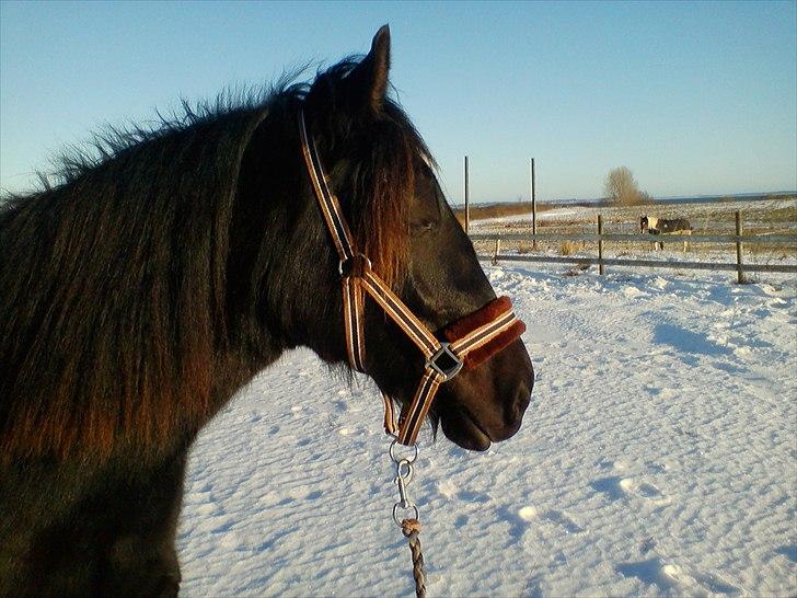 Welsh Cob (sec D) Petersgaards Louisianna billede 4