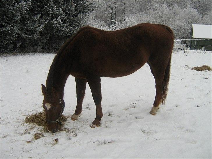 Dansk Varmblod Chita(hvil i fred dejlige) - 18/12-10 på fold i sneen. billede 10