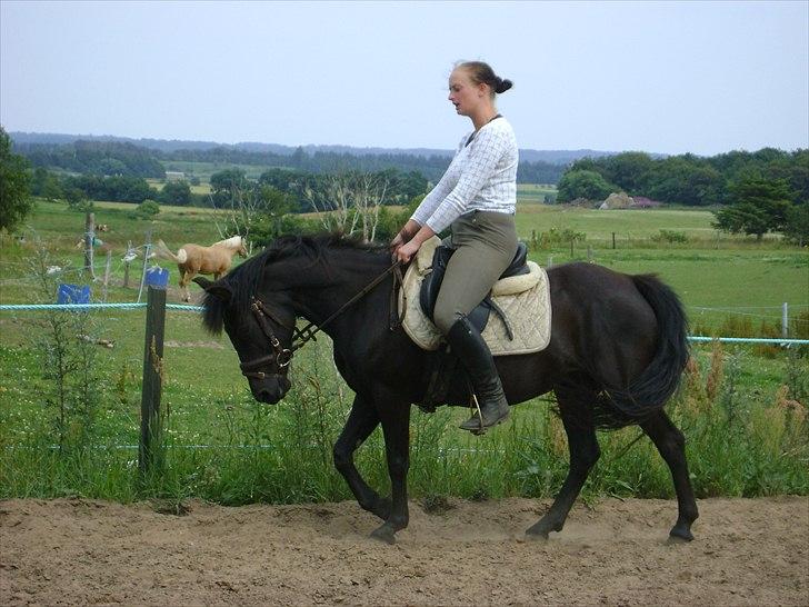 Anden særlig race stald englunds naomi - træning sommer 2010 så sød hun var. billede 1