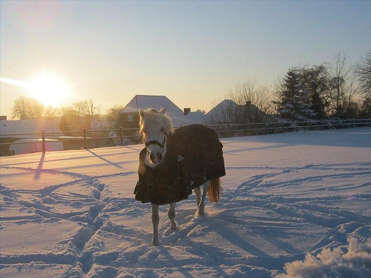 Welsh Pony (sec B) Schiwago - Vinter 2010  billede 3