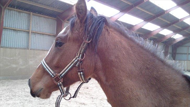 Anden særlig race Chicago - :´) billede 6