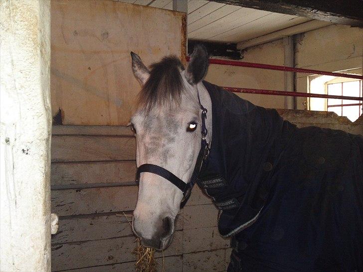 Connemara Emerald Eva * Soulmate * billede 5