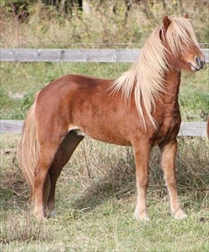 Islænder Skafti Fra Kakke - Skafti ved han gamle ejer <3 billede 1