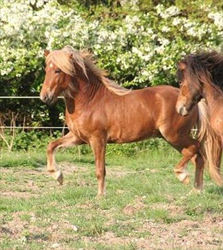 Islænder Skafti Fra Kakke - Skønne hest :) <3 billede 2