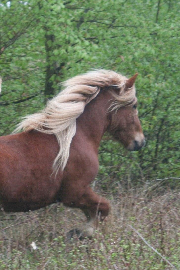 Islænder Skafti Fra Kakke - skafti <3 billede 3