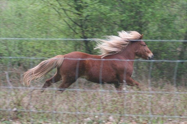 Islænder Skafti Fra Kakke - skafti <3 billede 4